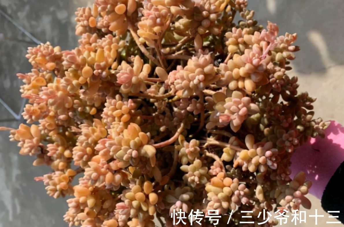 白牡丹|5种多肉植物,皮实好养,能养死的都是人才