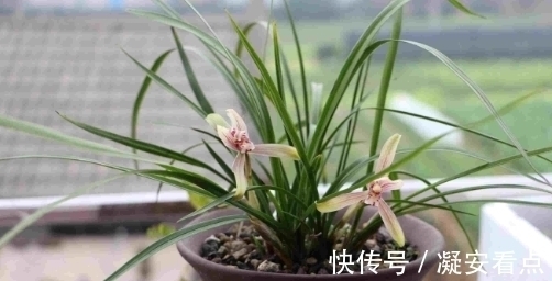 兰花真的很难养?想要养好牢记3点,知道以后兰花养的绿油油