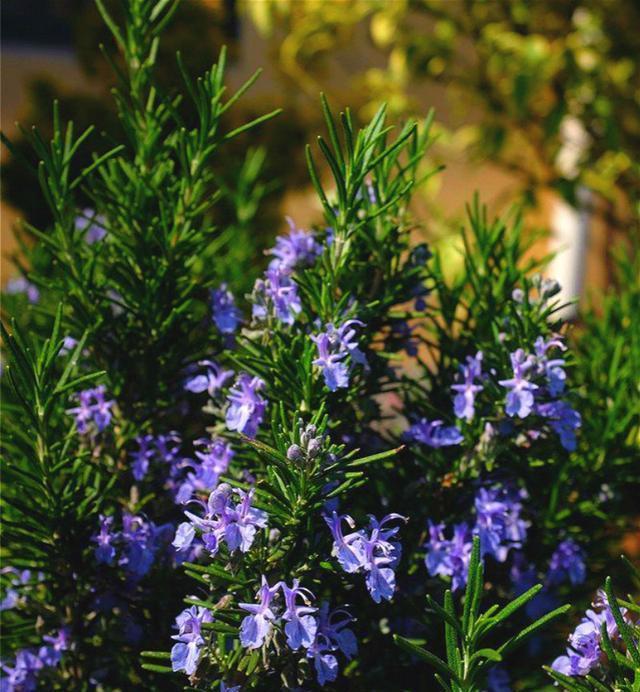 招虫|养花招虫，养盆这种花，漂亮好养还驱虫