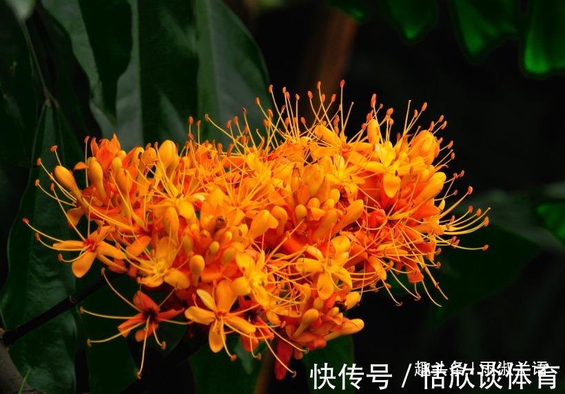 橙黄色|此花仿佛像座金色的宝塔,非常鲜艳醒目,代表着消除生活中的烦恼