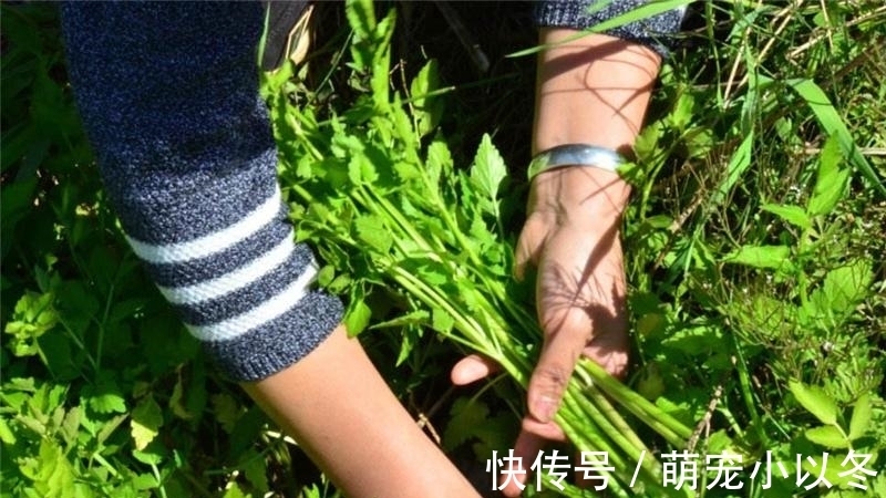 炒腊肉|食用期长达5个月，却很少人去摘，如今正当季，炒腊肉是一绝