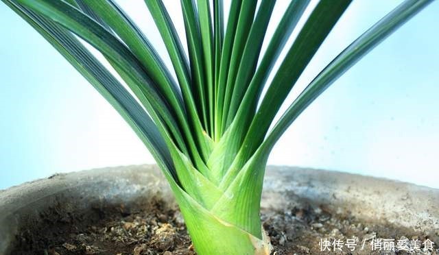 叶芯|君子兰一直长不好,跟“换盆”有关系,很多人都做错了