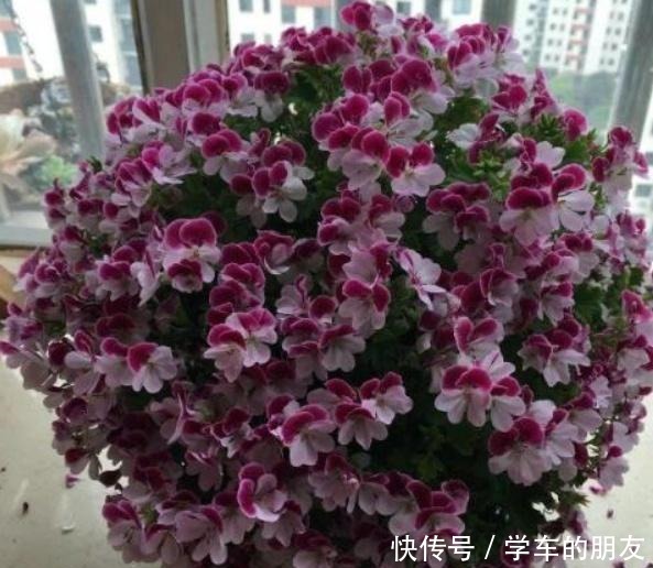 养花别养太贵的,这些花卉几块钱一大把,回家养盆里能开整个春天!