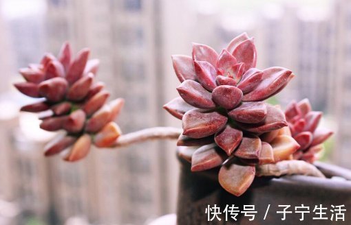最好养的这些多肉植物,越懒越心动,养开后肉嘟嘟的可爱