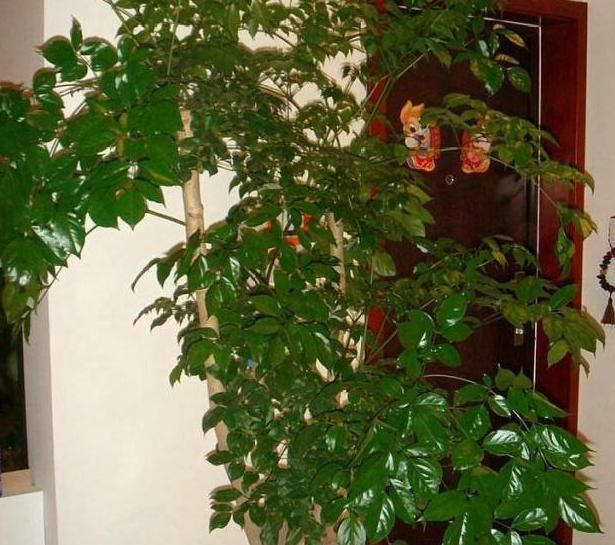 适合|这3种“聚福树”,树干“粗壮”、枝叶旺盛,客厅“适合”养1盆