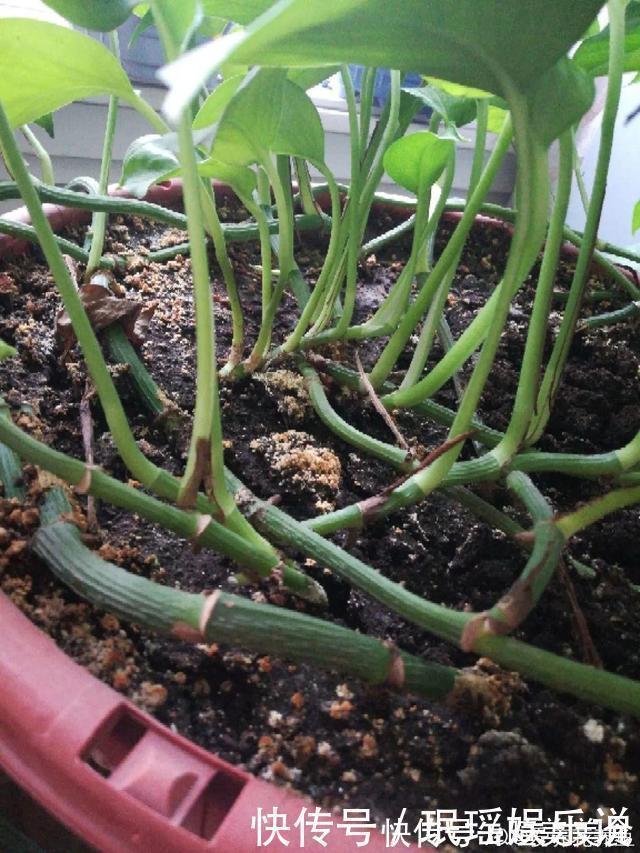 浇花|花盆里冒一层白霜,原来有大危害,抓紧清理