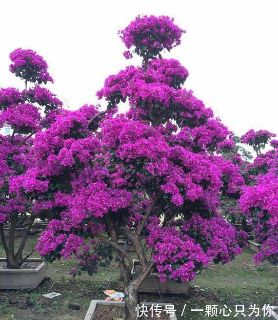 公认好养的5种花,能活一百年,开花吉利带仙气,越养越值钱