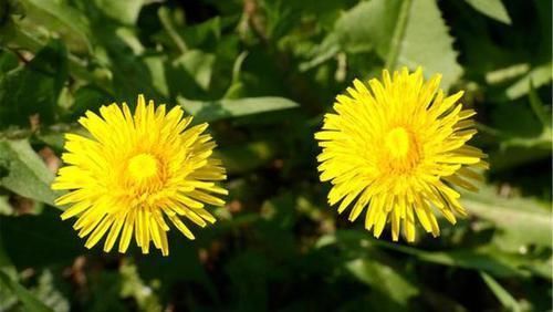 甲状腺结节的人,餐桌上的3种常见物,要忌口,很多人却不听劝