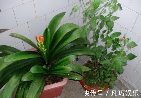 君子兰浇点“薄肥水”,疯长如白菜,冒出十个芽,变成“大群兰”