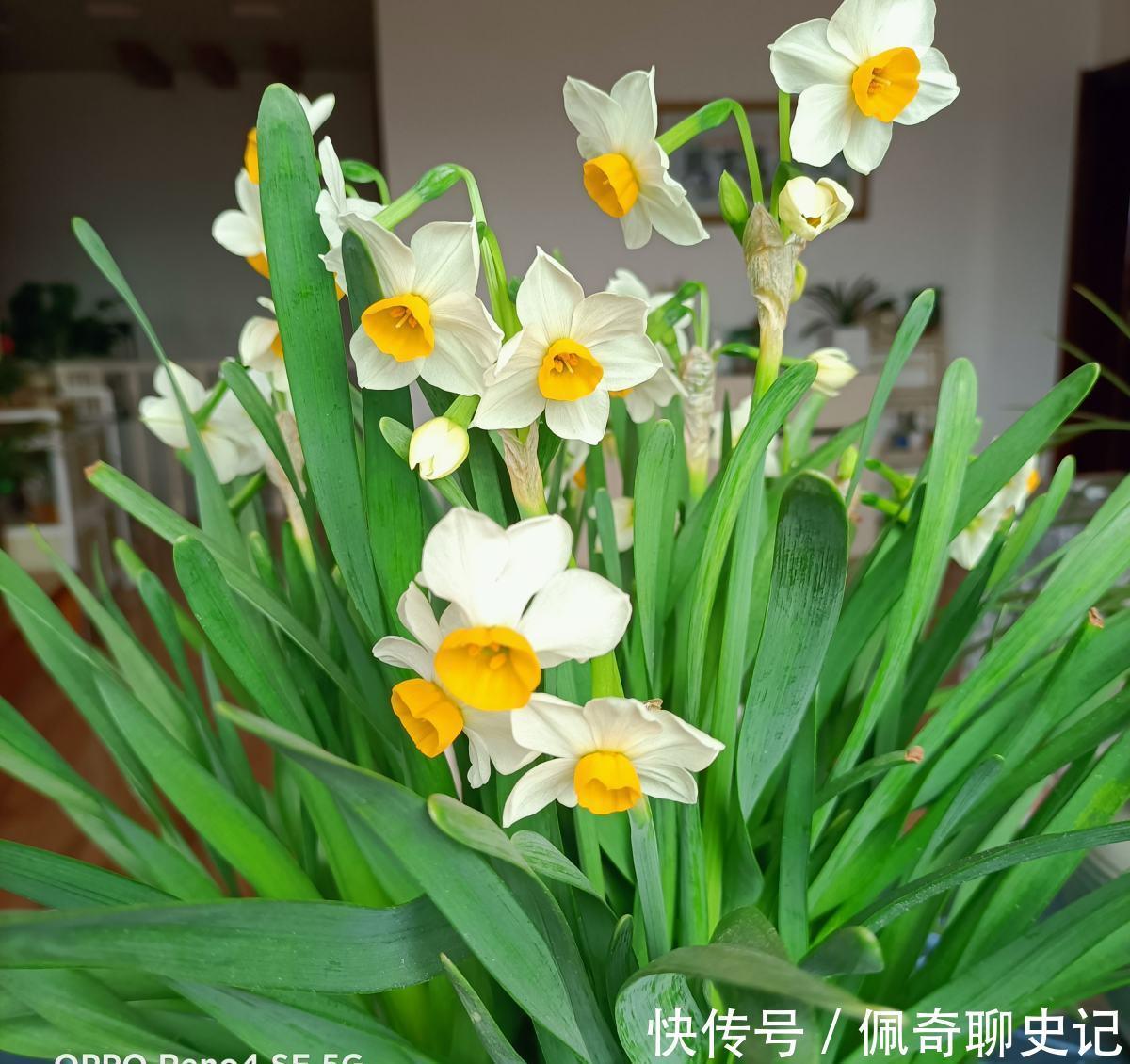 养水仙水培土培都可以,但是不能水土混养,容易烂球