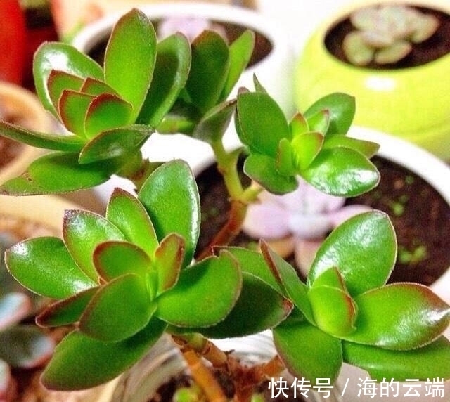 多肉植物中的6位舞者，个个都很漂亮，听名字就很想拥有一盆