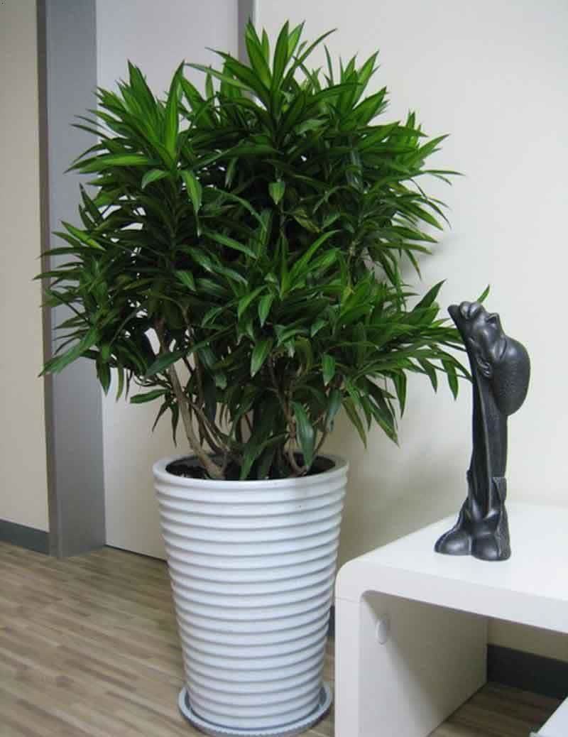 家中的“气氛组”非它们莫属,高大绿植太优秀了,养起来