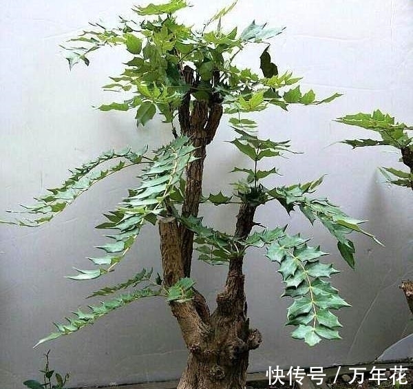 养花|这种“花”对人有“大功劳”,花朵一串串,是小感冒、痢疾大克星