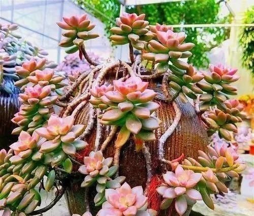 多肉生了蚧壳虫密密麻麻头皮疼,用这2个小方法,一次杀除干净