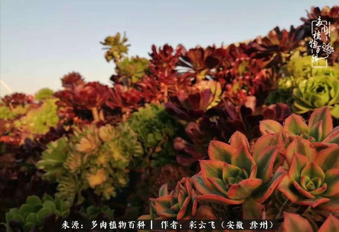 浇水后的多肉，照片秒变“照骗”！却被“骗”得很开心！