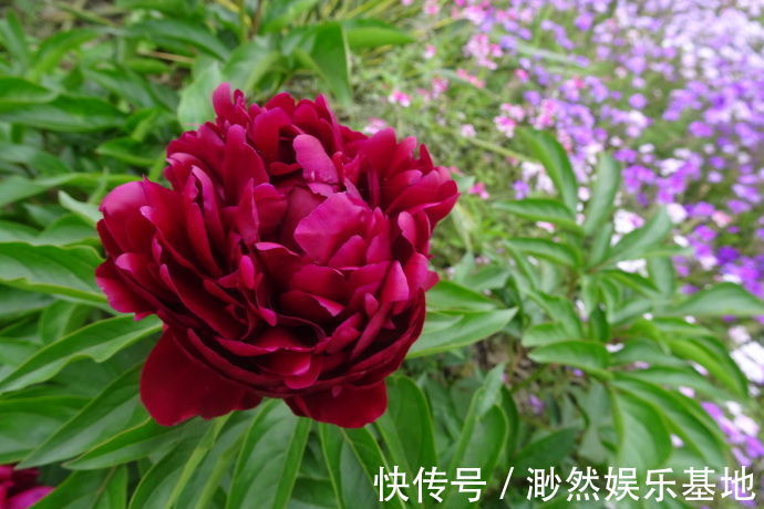 喜欢菊花,不如养盆彼得布兰德,开花红艳似火,花型艳丽!