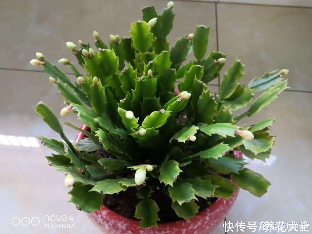  掉花苞|花还没开，花苞掉了一地，再不管就完了