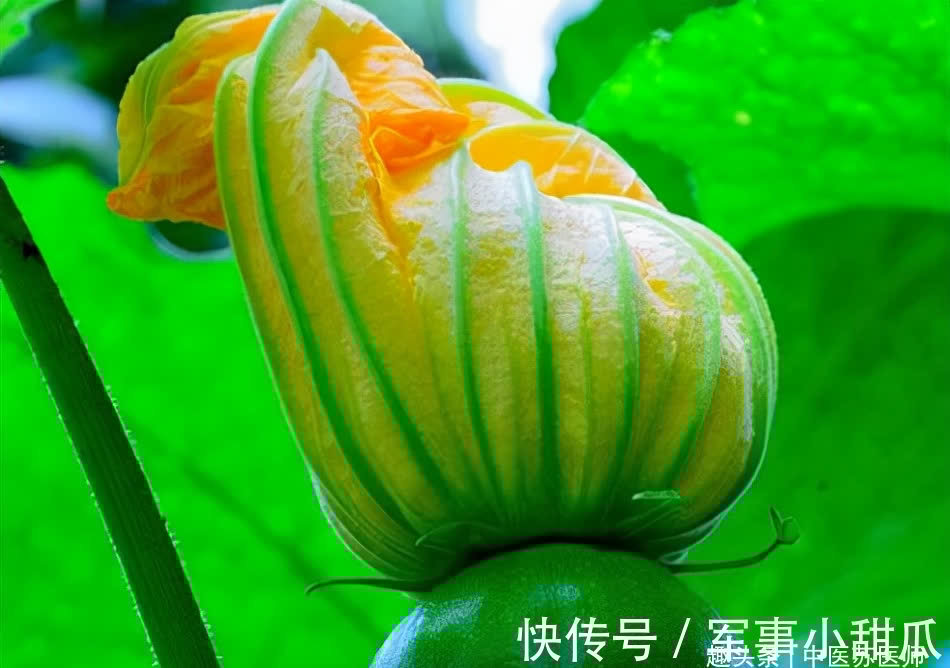 食物|女性不想变大妈,推荐常吃得好食物,加速排便,防治便秘,气色好