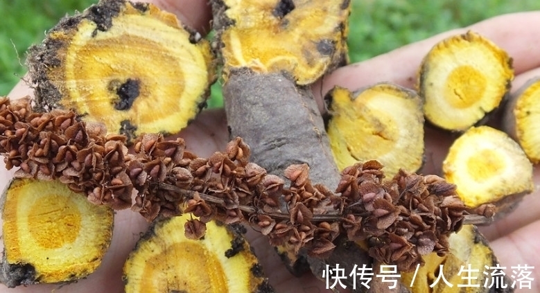 药用|农村一种野草像“菠菜”,它用处大却常被忽视,若见着请一定重视