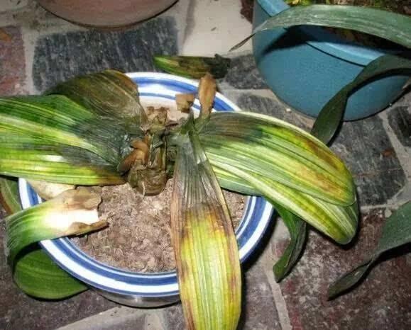 天暖了,“2种”水别拿来浇花,浇一盆死一盆,莫忽视