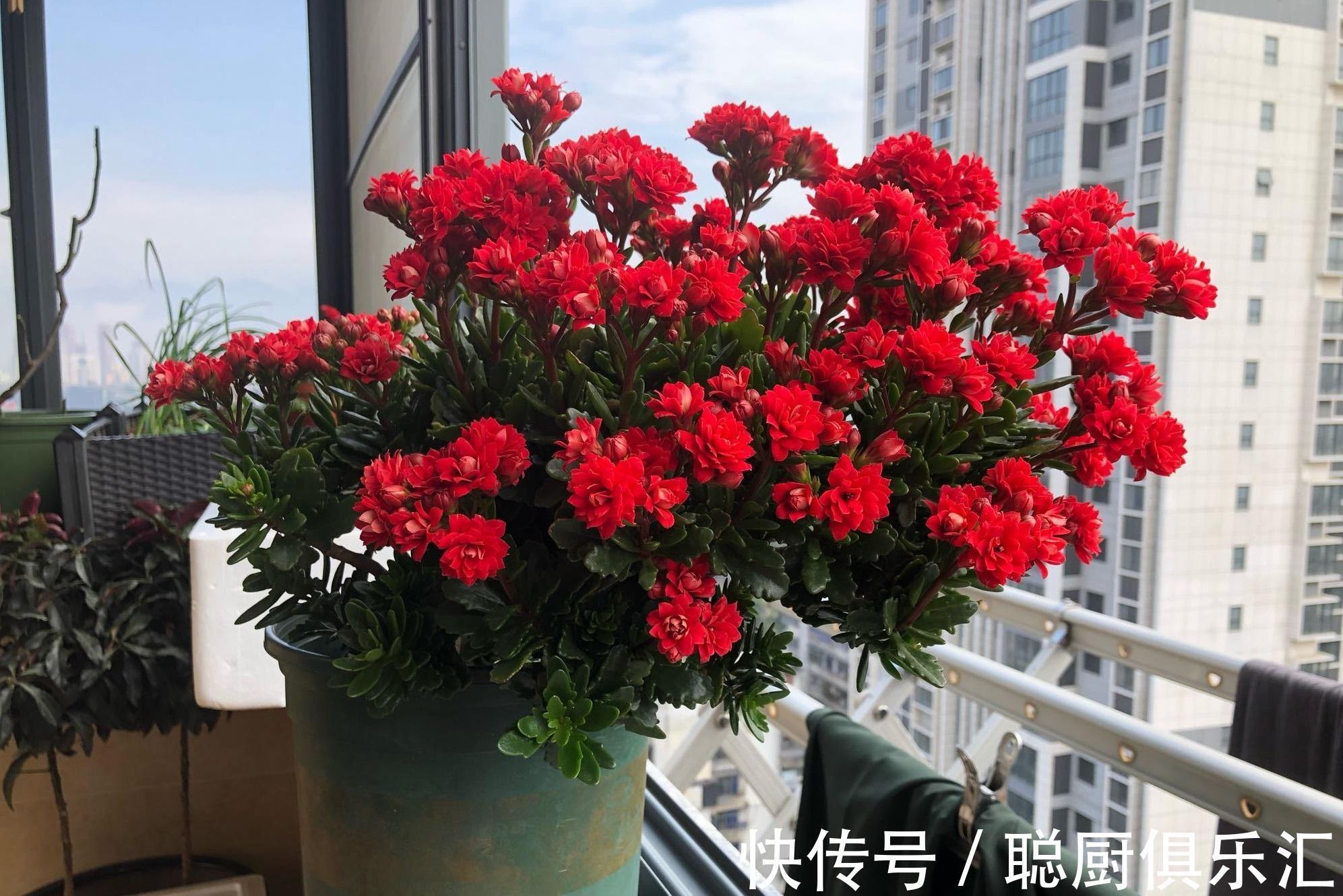 阳台养花,养棵红宝石吧,漂亮又喜庆,三季花开,冬天也灿烂