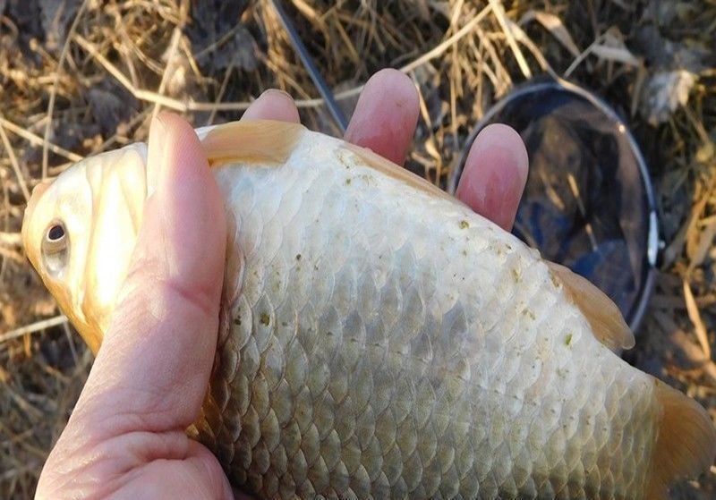 钓不到鱼,除了自然因素外,主要原因还是钓友