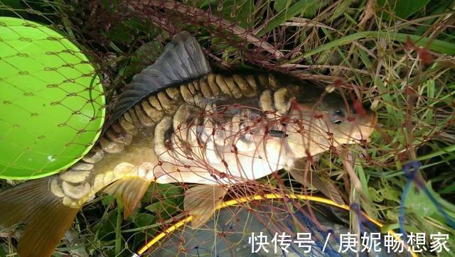 切线跑的鱼，鱼就会死掉？不一定，鱼会“想方设法”活下来！