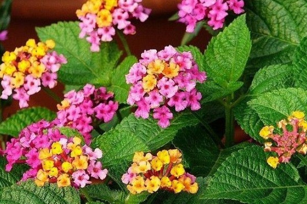 名字土里土气的,一旦开花就惊艳美翻天,你肯定见过其中一种