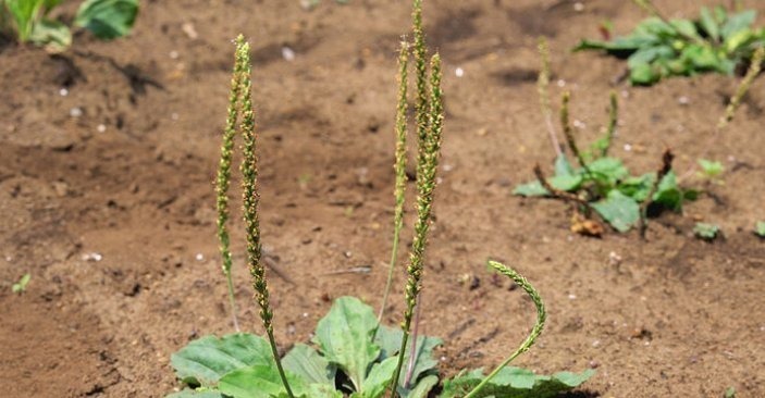 养生|车前草虽小，养生大功效多吃的顶级妙用，只有老中医才知道