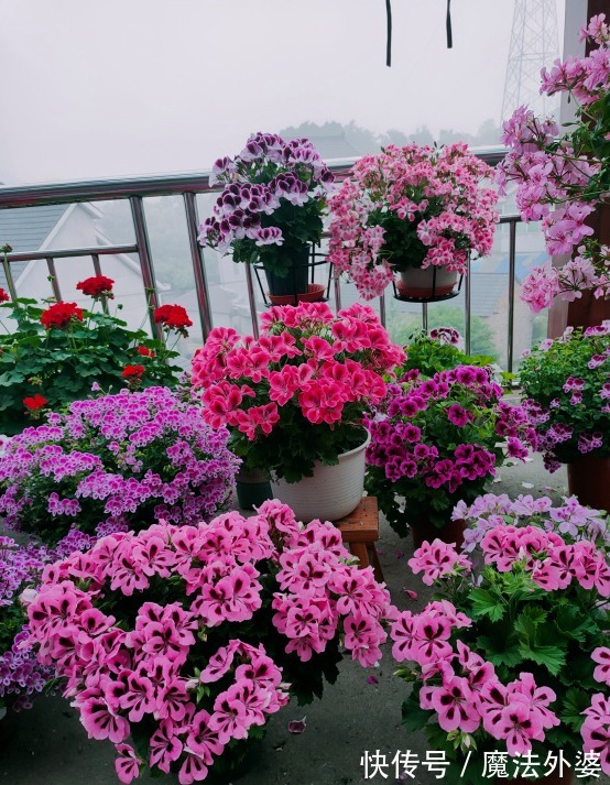 枝条|冬天“扦插”4种花,正是好时机,生根快,成活率高,容易的很