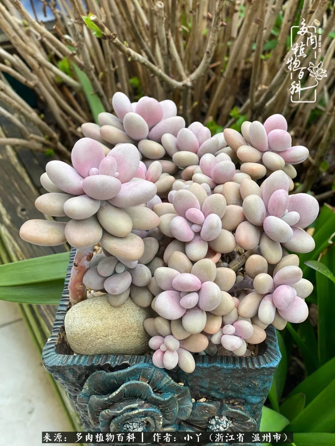 祖上无院家里无矿，一腔浪漫情怀付诸楼顶造花！