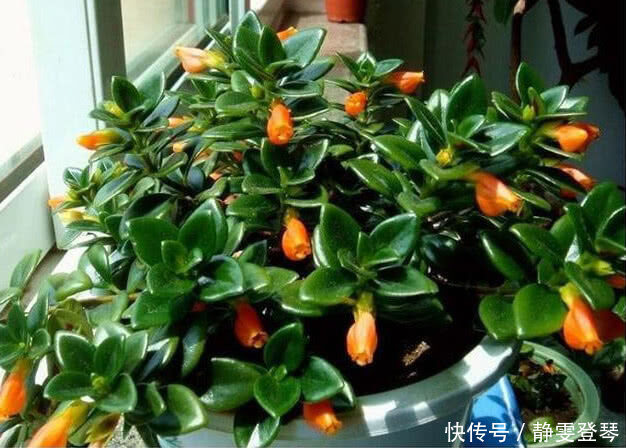 绿萝柱|4种“防辐射”的花,好养又漂亮,养1盆再不担心变丑,女生必选!