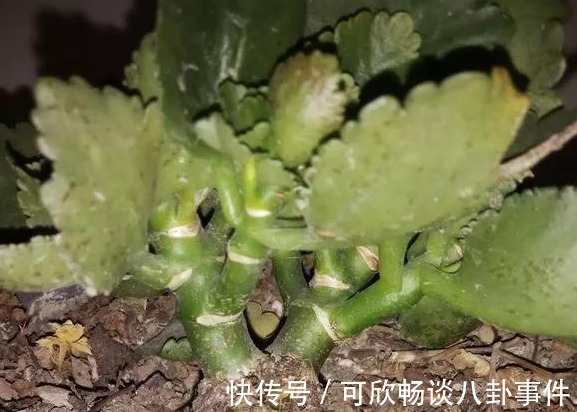 浇花草|还在傻乎乎的用这两种肥水浇花?“喂猪”都不配,浇一盆烂一盆