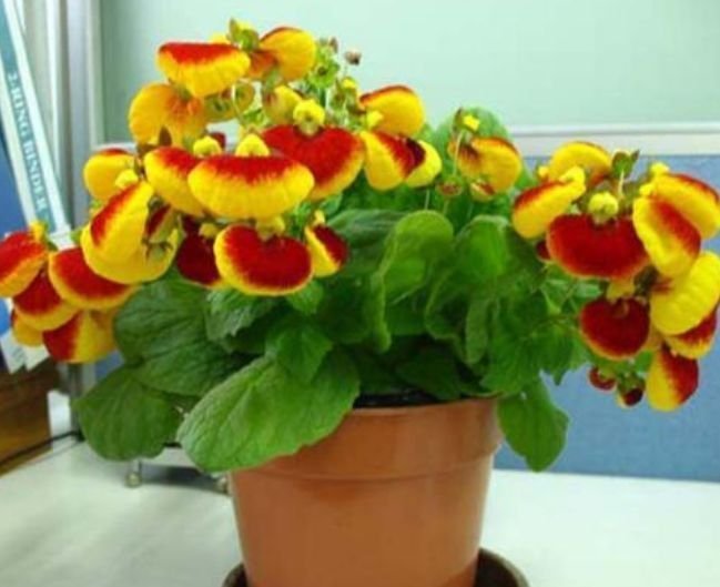 4种花一定要养，不用操啥心，花色繁多易爆盆，娇艳欲滴