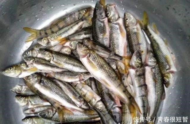 溪石斑,鱼体虽小价格昂贵,很多钓鱼人根本不懂如何垂钓!