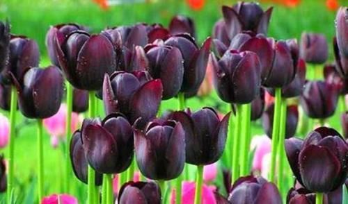  郁金香花|此3种花特点明显，每个都很好看，在家里养上几盆也是无伤大雅