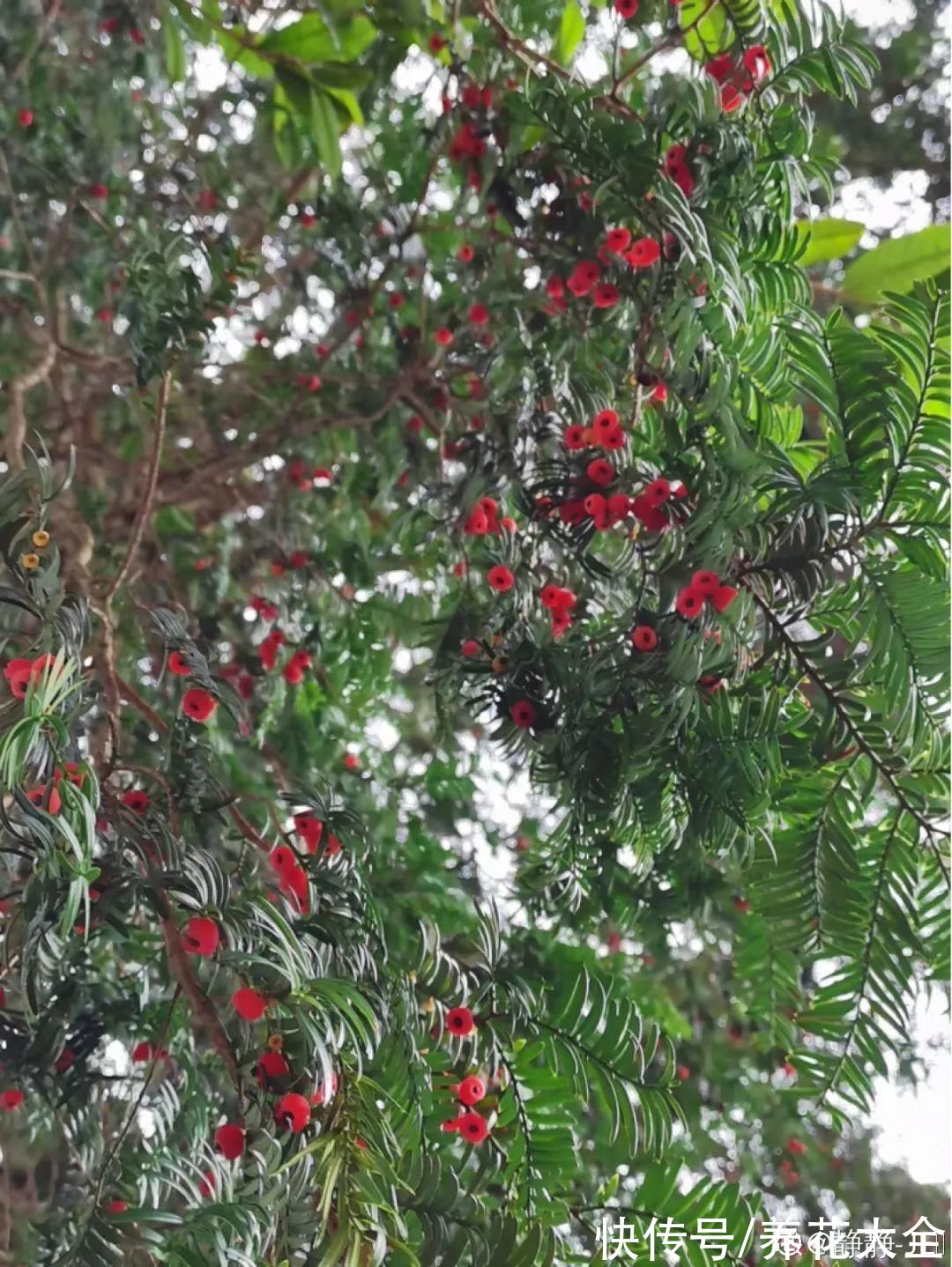 鹤望兰|腊月买花，8种花白送都别要，养不活，还惹一肚子气