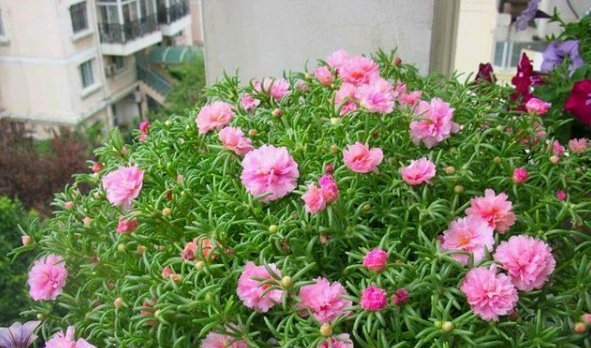 长寿花|4种花,喜欢“掐”掐得越多,就越不容易长出浓密的门户