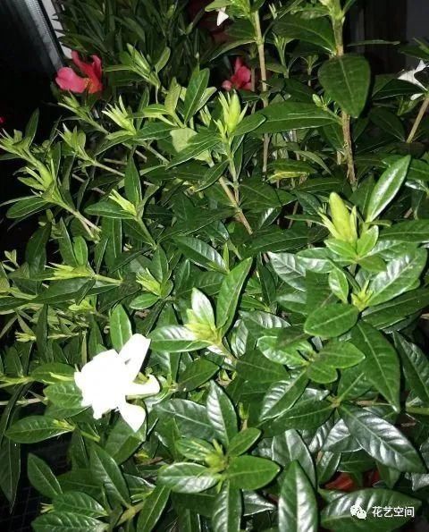 茉莉花栀子花的修剪，记住“冬轻春重”，分枝长的多，开花不停歇