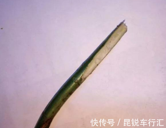 砧木|花开像月季,易爆花,-20℃冻不死,好养活不生病,比桂花香10倍