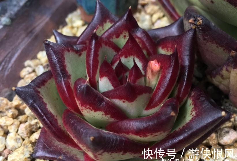 多肉黑檀汁、口红和红檀汁颜值大比拼，谁才是你心目中的冠军？