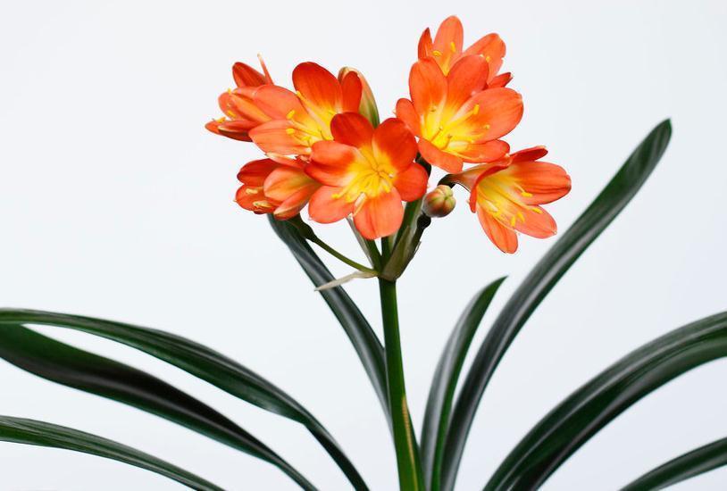 秋和冬|君子兰的叶片如何更加油亮肥厚呢,做到几点,君子兰让家居生辉