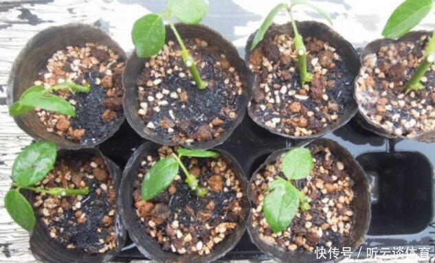 扦插月季不生根？用这捂一捂，过几天“冒白根”，变成月季大户