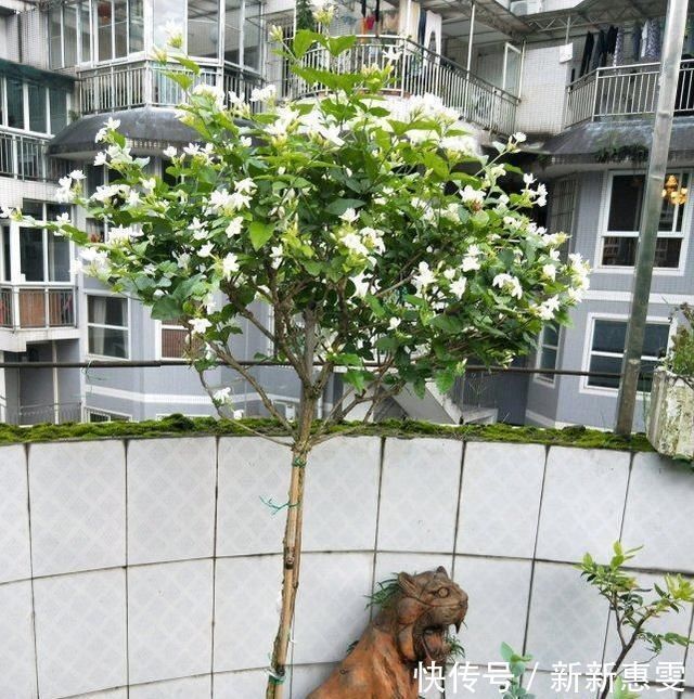 枝条|养茉莉花,剪几刀,拉个枝,茉莉新芽呼呼窜,花开满树,又多又香