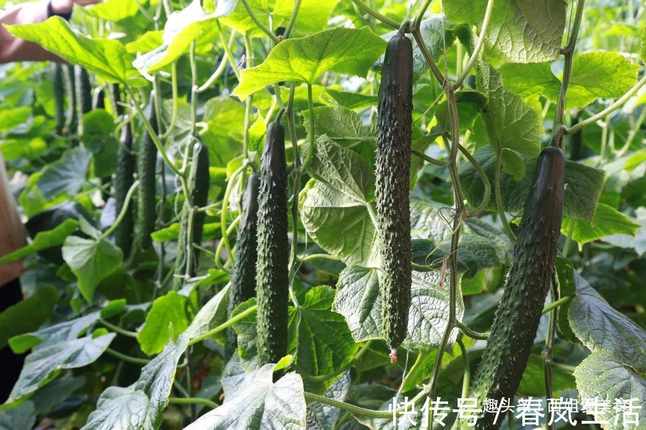 买黄瓜时,别直接拿了就走,记得看清这4点,味道浓郁更可口