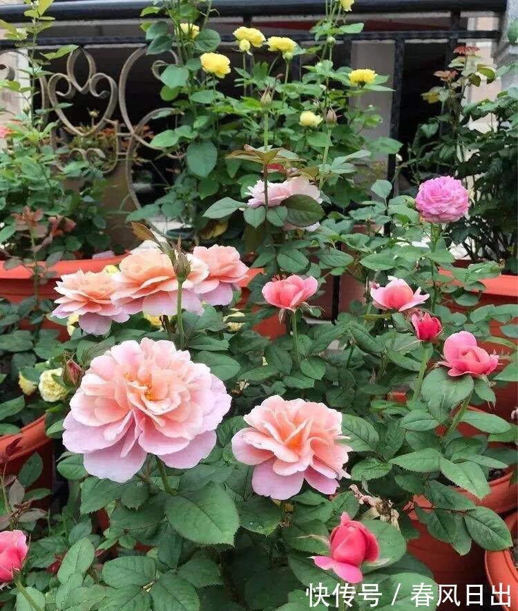 秋天|八月养月季，两个月后花量翻倍
