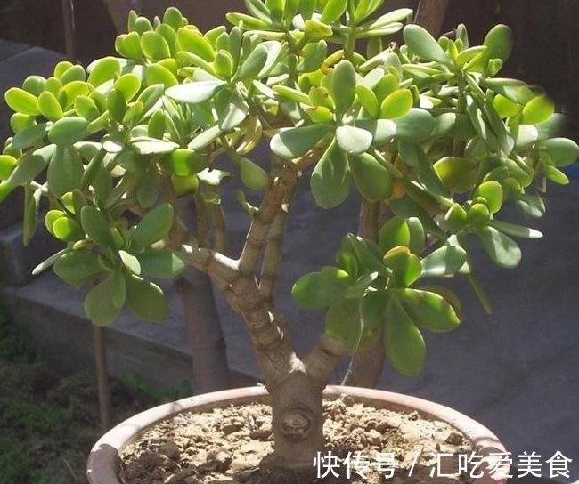 老花农养玉树20年，只做对5点，枝干粗壮，每年都开花