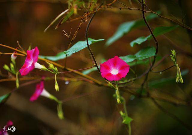 杂草|这五种农村常见的杂草,其实可都是名贵的中药!你都认识吗