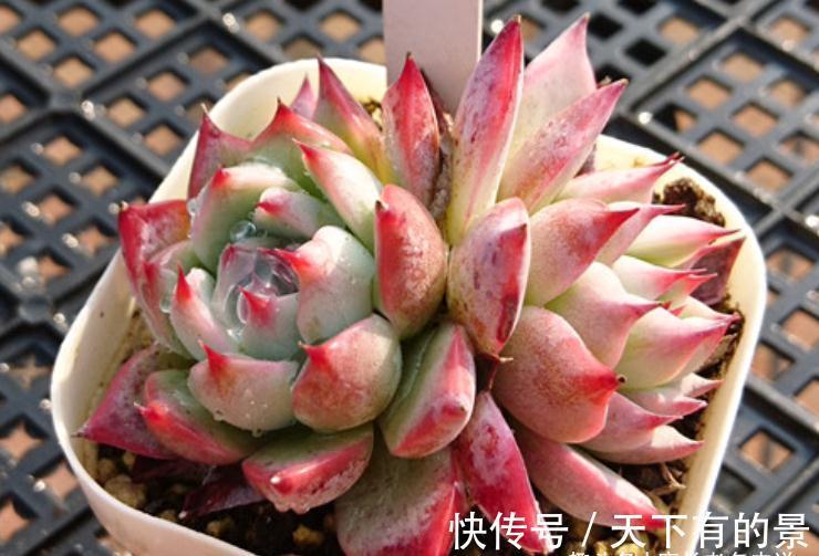 叶展|多肉吉娃娃株型小巧,单头最多10厘米左右,想翻盆秋天正是时候