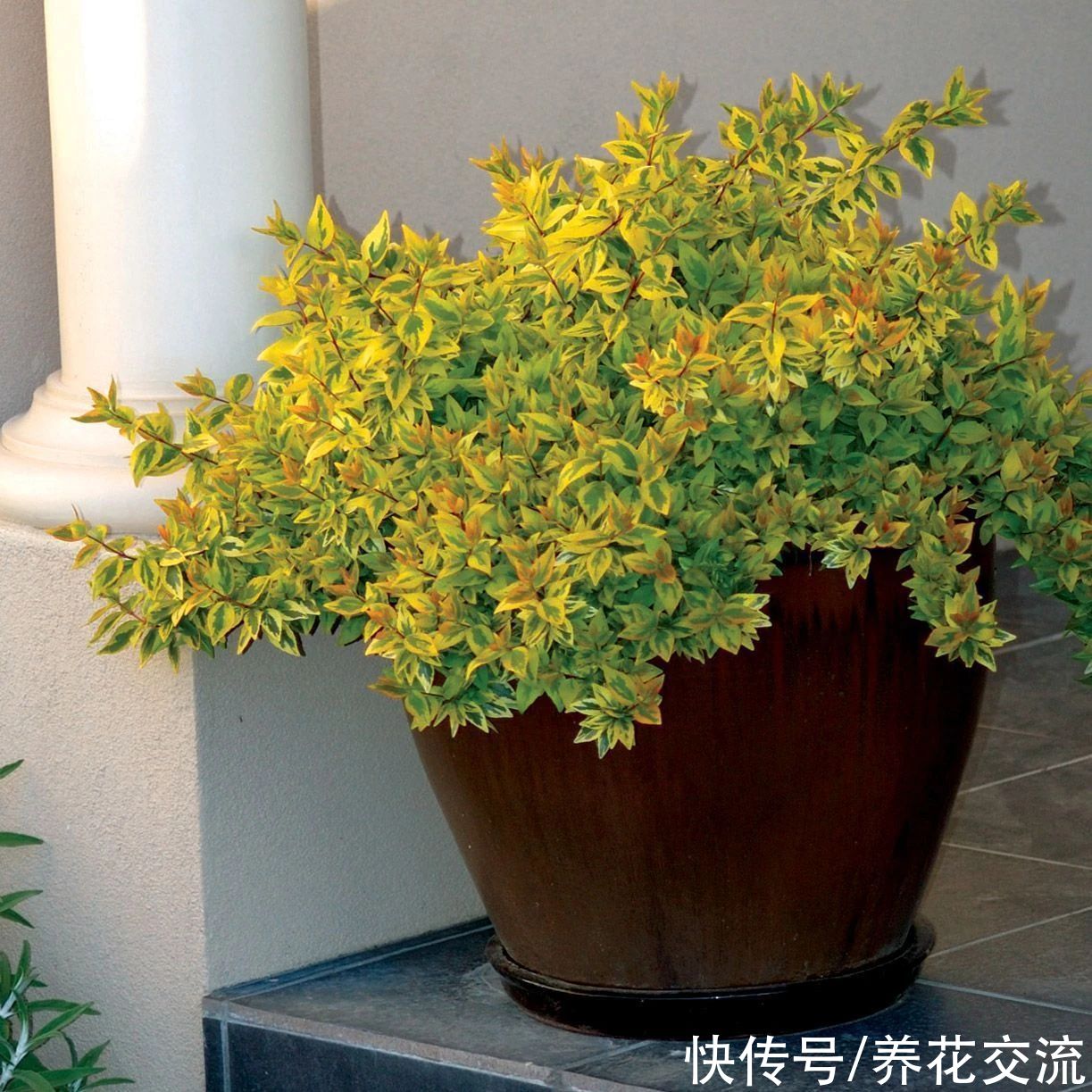 盆栽|花开灿烂的六道木，养成盆栽也好看，来看看不同的品种